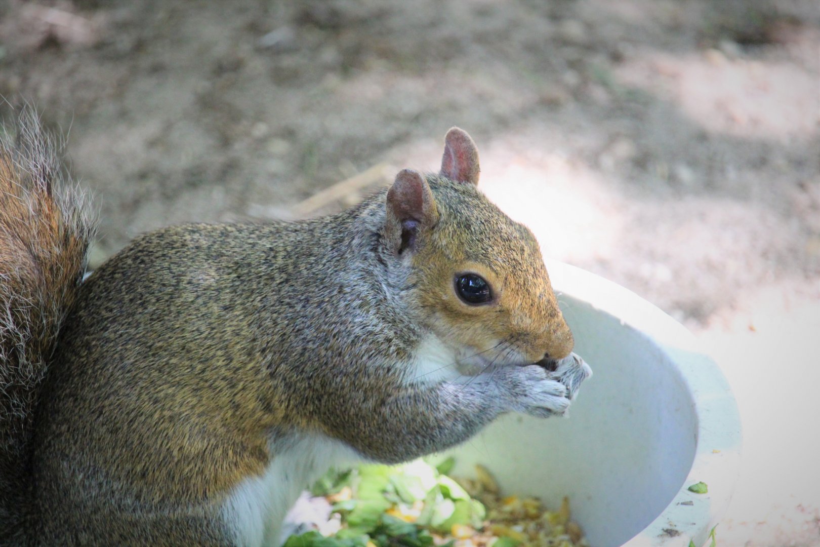 Pennsylvania Gray Squirrel