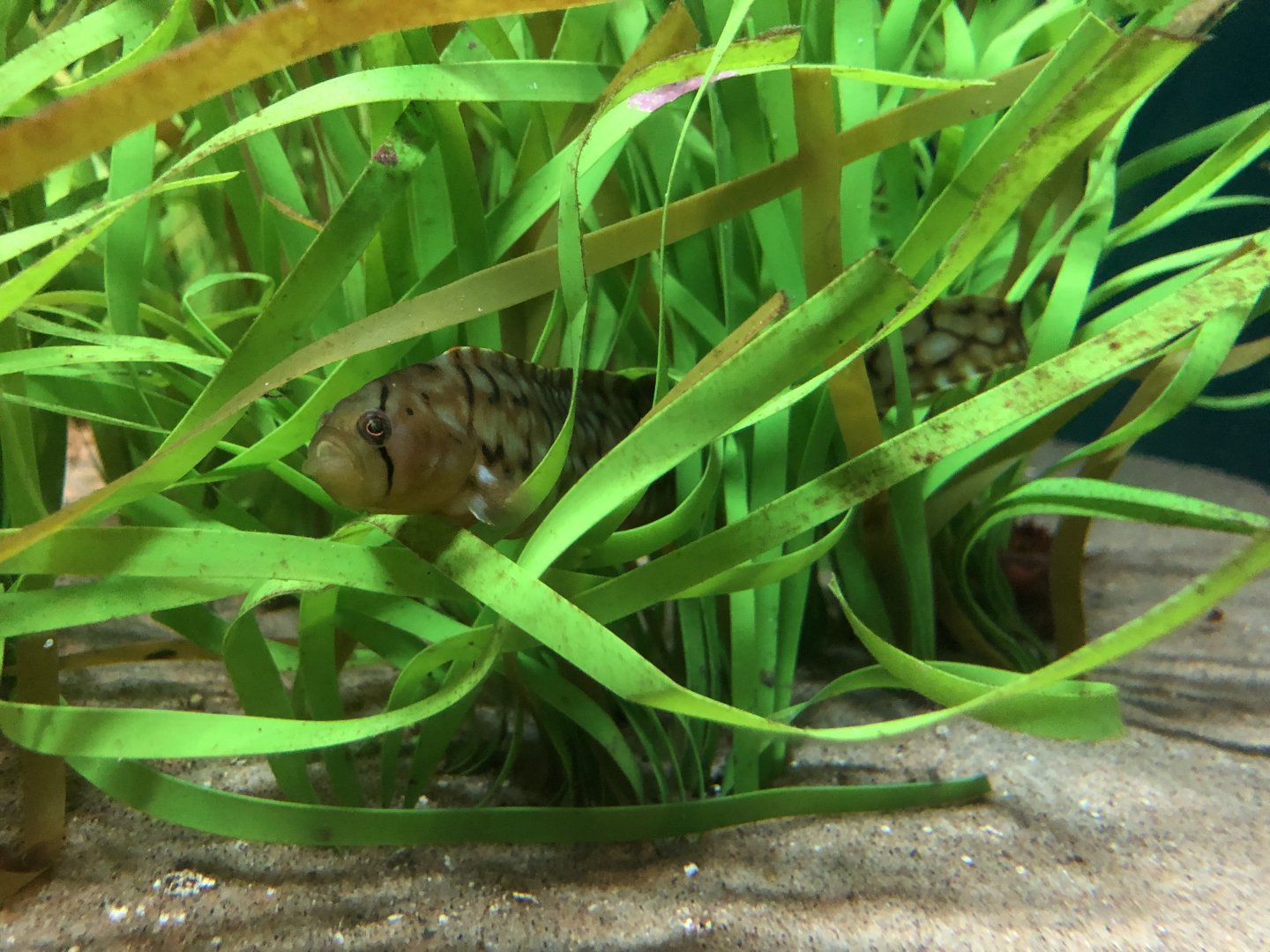 Penpoint gunnel, Apodichthys flavidus