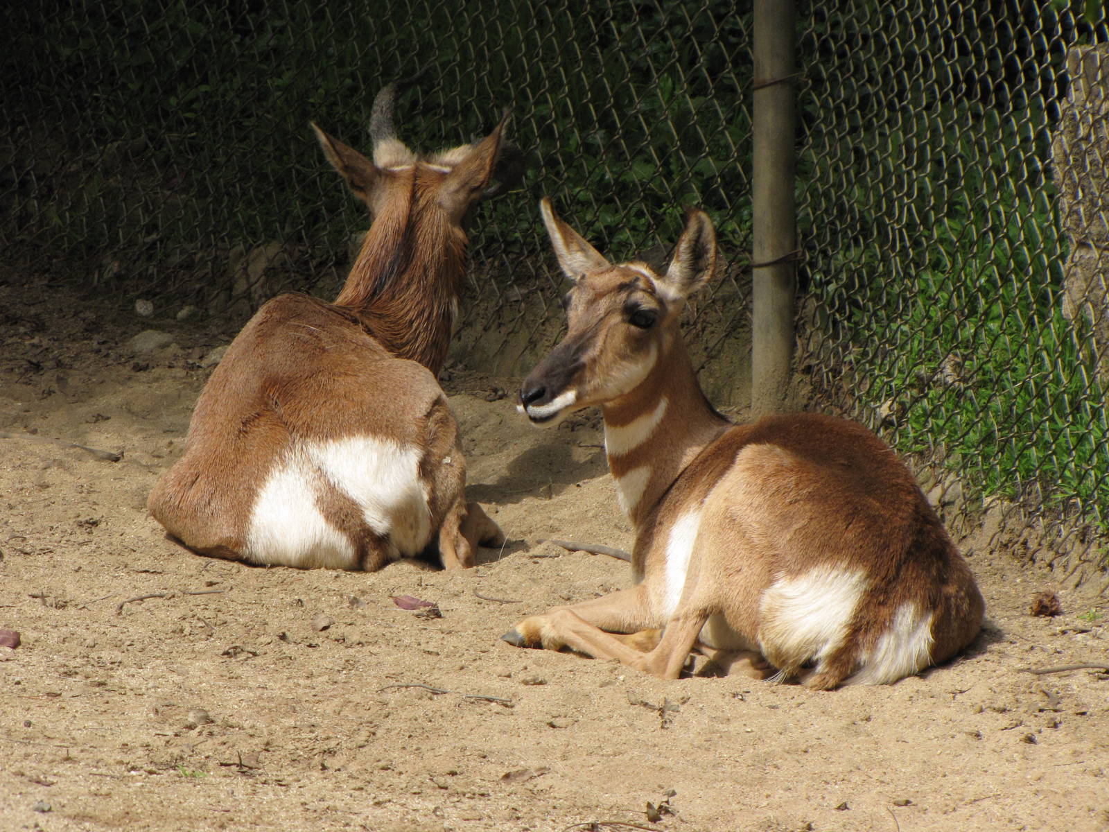 Pensinsula Pronghorns