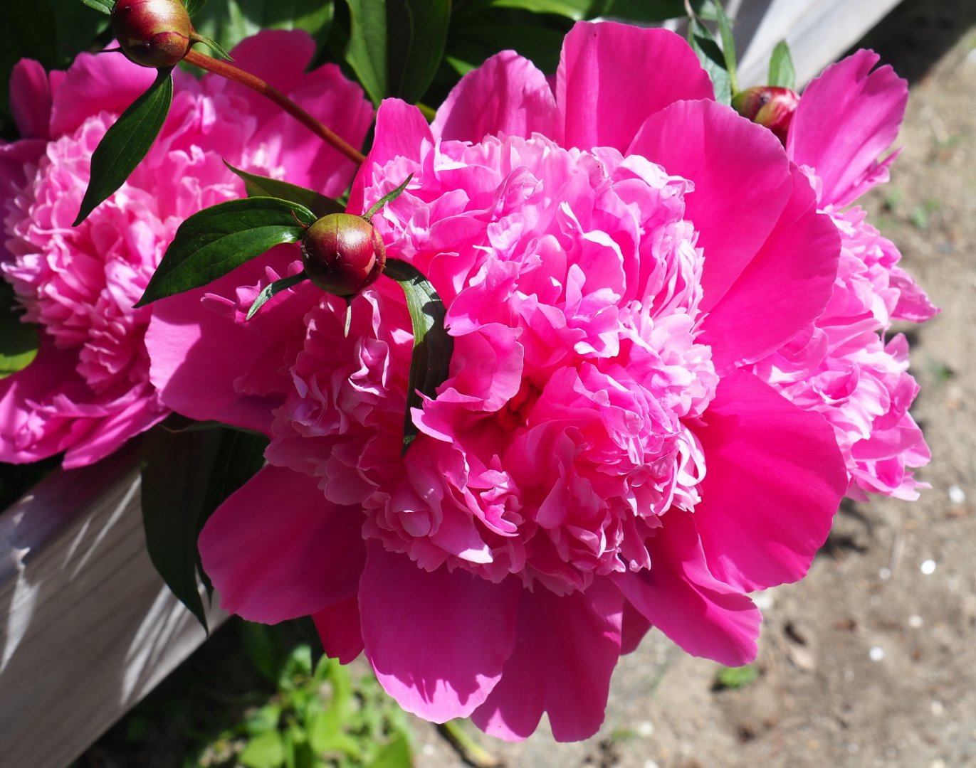 Peony flowers (Paeonia species), 2019-06-01