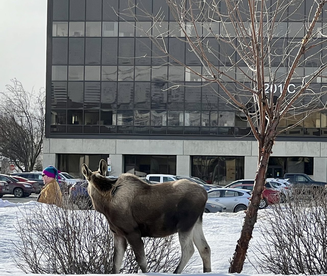 People watching in Alaska