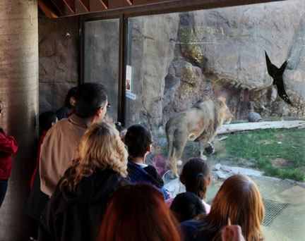 people watching lion