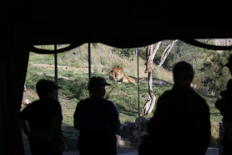 People watching lion