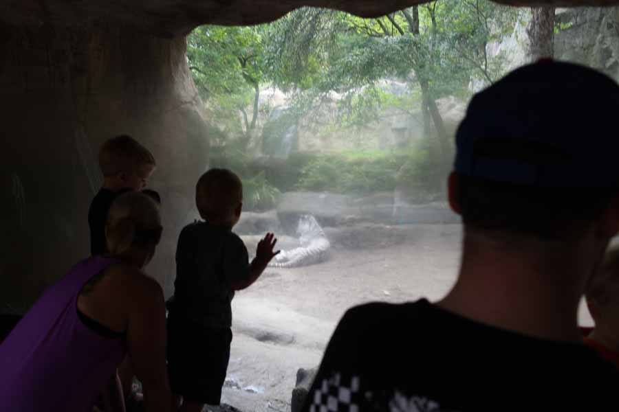 people watching tiger