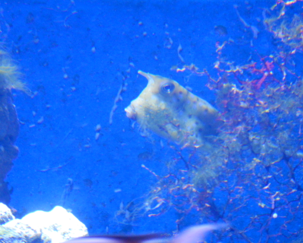 Pepè the Longhorned Cowfish