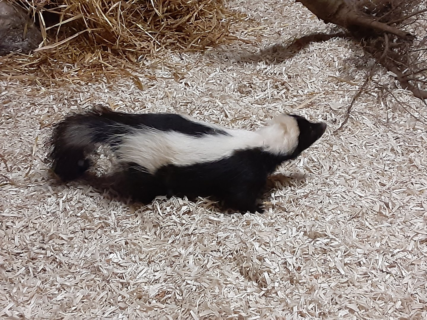 'Pepe' the Striped Skunk