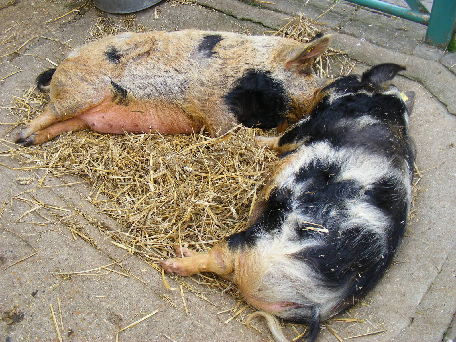 Peppa and Rusty the kune kune pigs at Drusillas Park, 23 May 2009