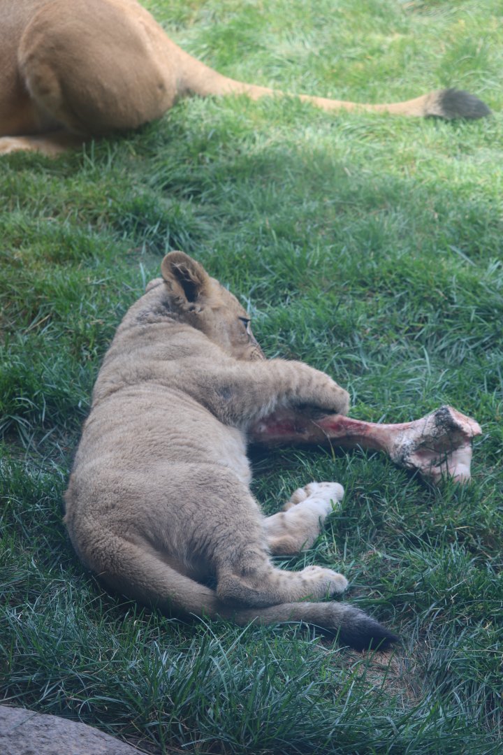 Pepper Family Wildlife Center - African Lion