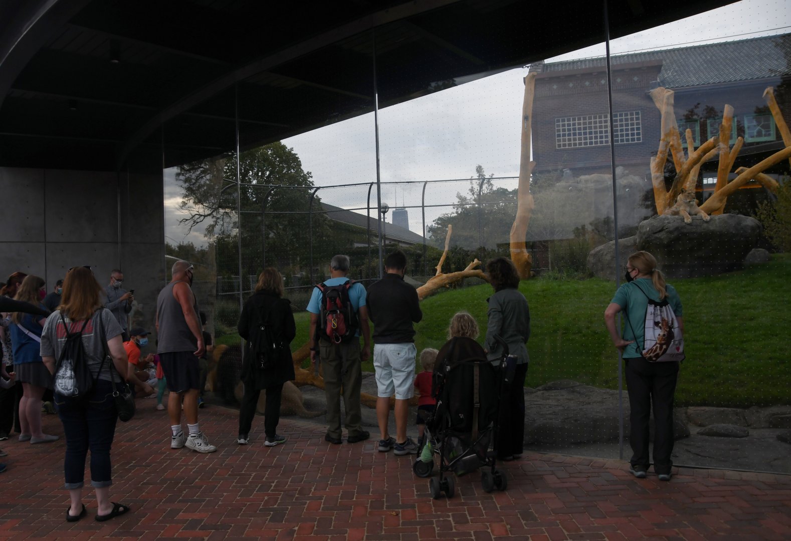 Pepper Family Wildlife Center - Lion Exhibit