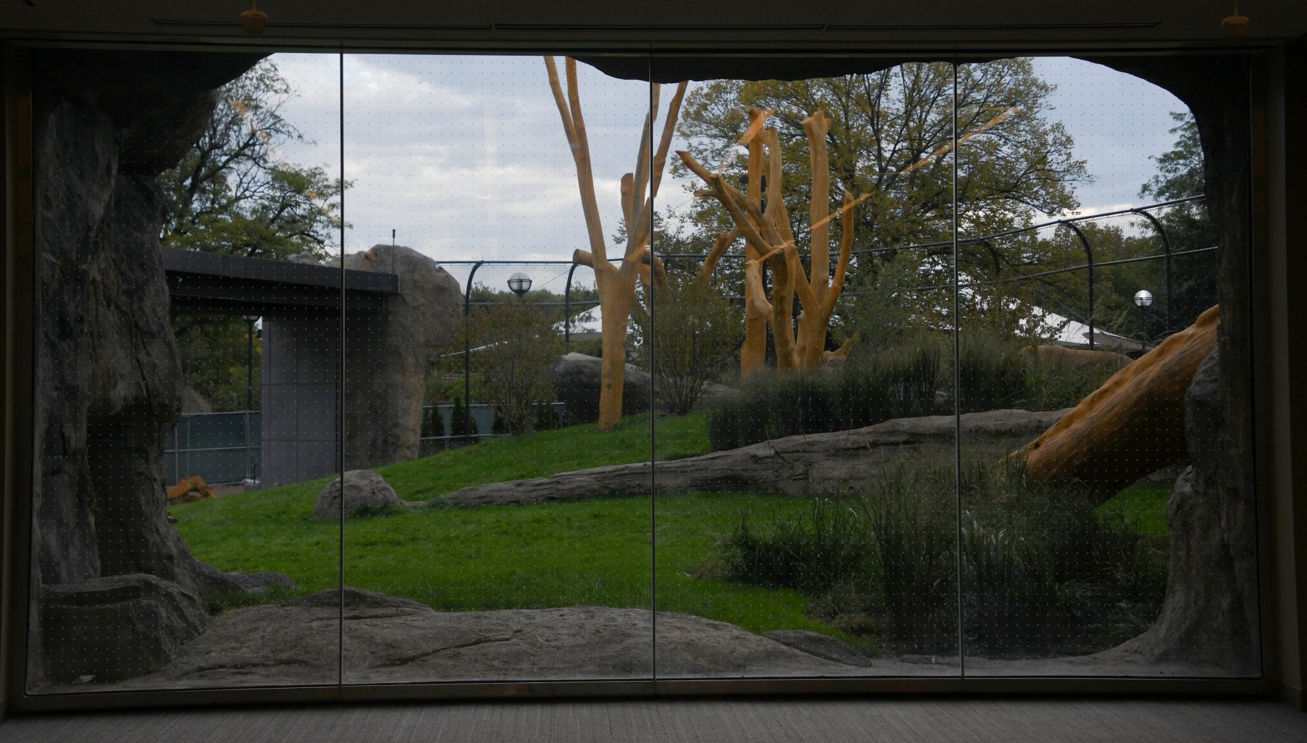 Pepper Family Wildlife Center - Lion Exhibit