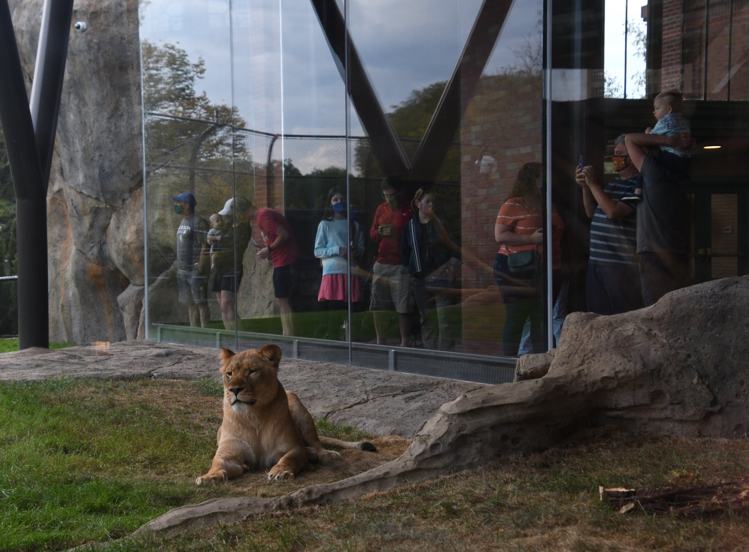 Pepper Family Wildlife Center - Lion Exhibit