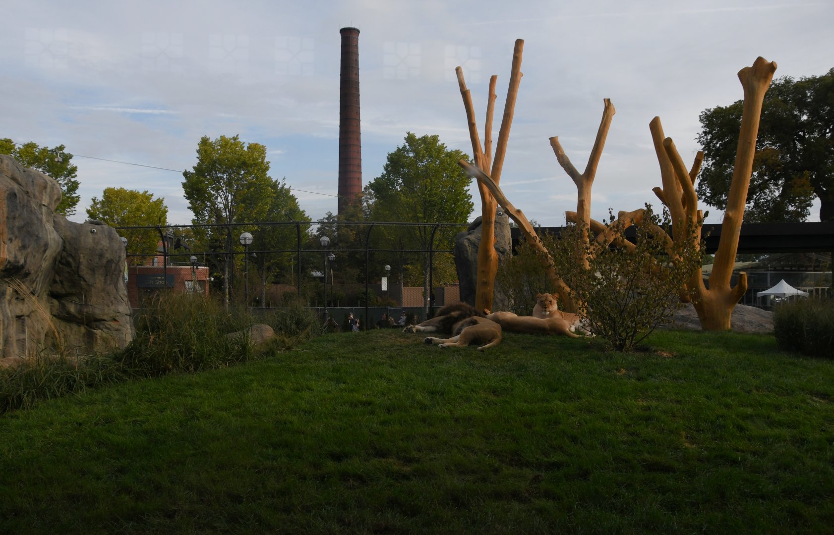 Pepper Family Wildlife Center - Lion Exhibit