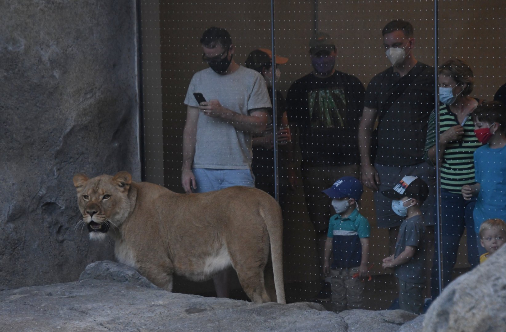 Pepper Family Wildlife Center - Lion Exhibit