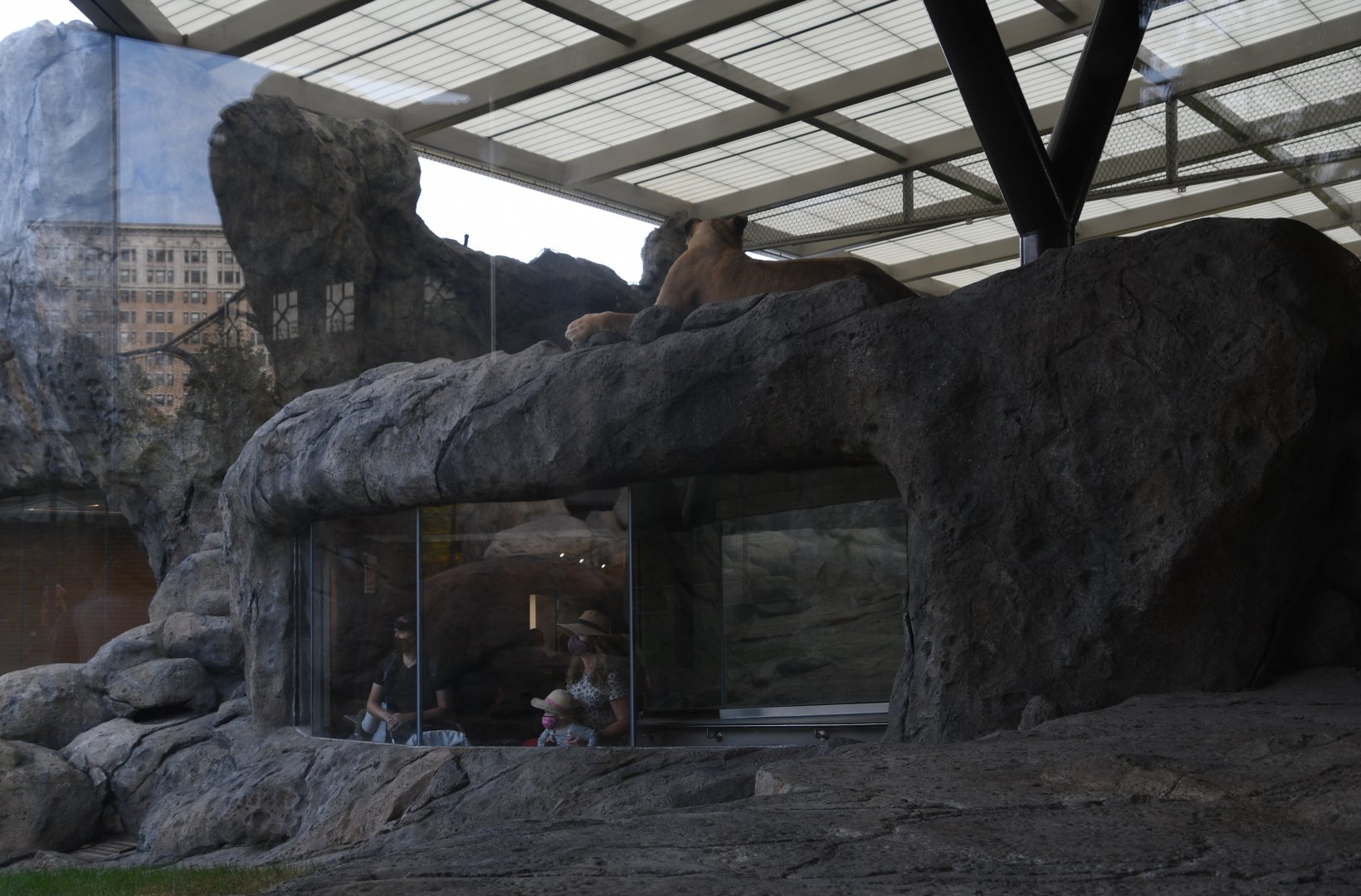 Pepper Family Wildlife Center - Lion Exhibit