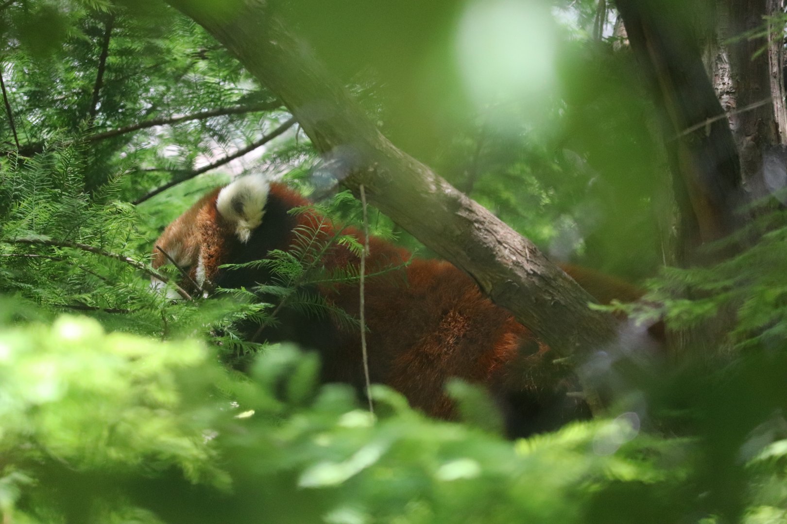 Pepper Family Wildlife Center - Red Panda
