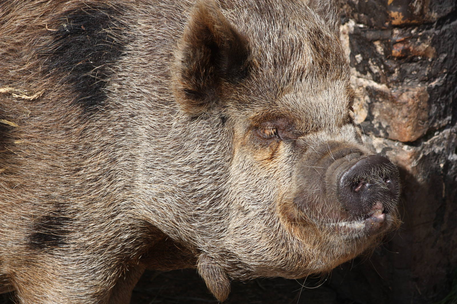 Pepper (Peppa?), 25th May 2014