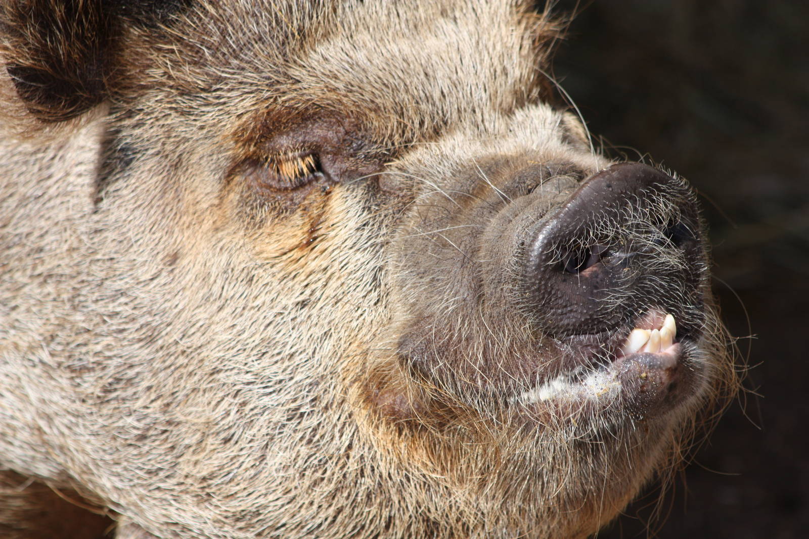 Pepper (Peppa?), 25th May 2014