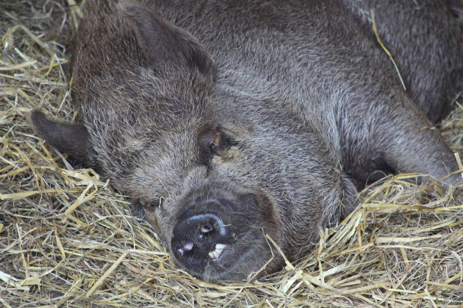 Pepper/Peppa 30th June 2014