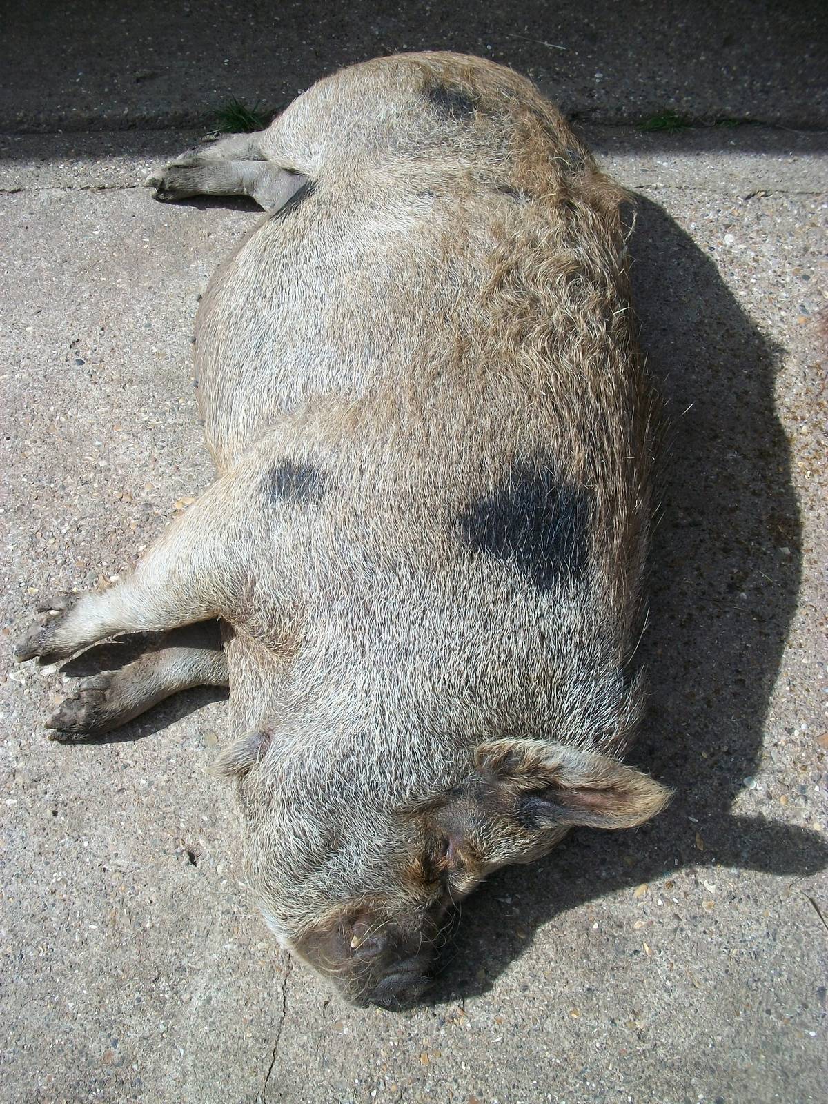 Pepper (Peppa?) relaxes, 8th June 2014