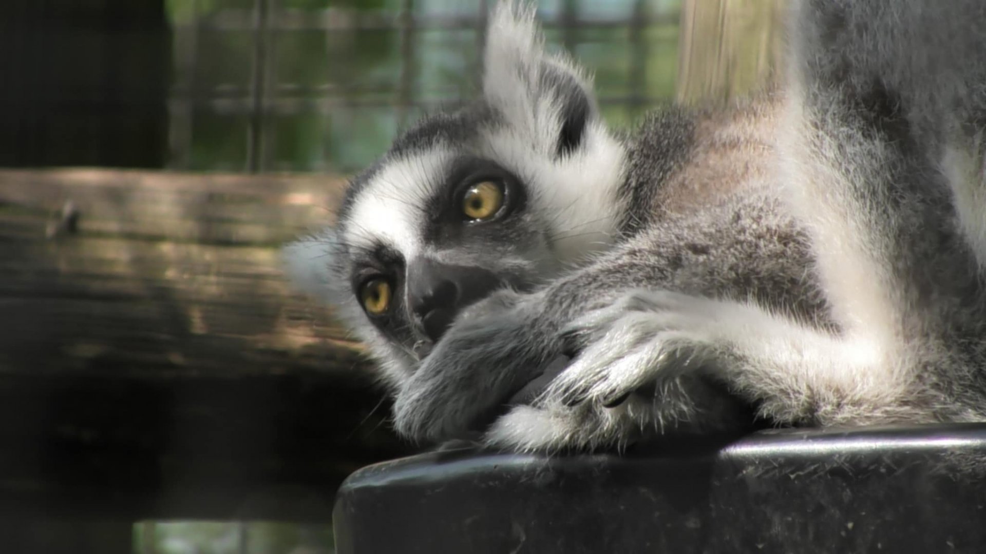 Pepper the Ring tailed lemur
