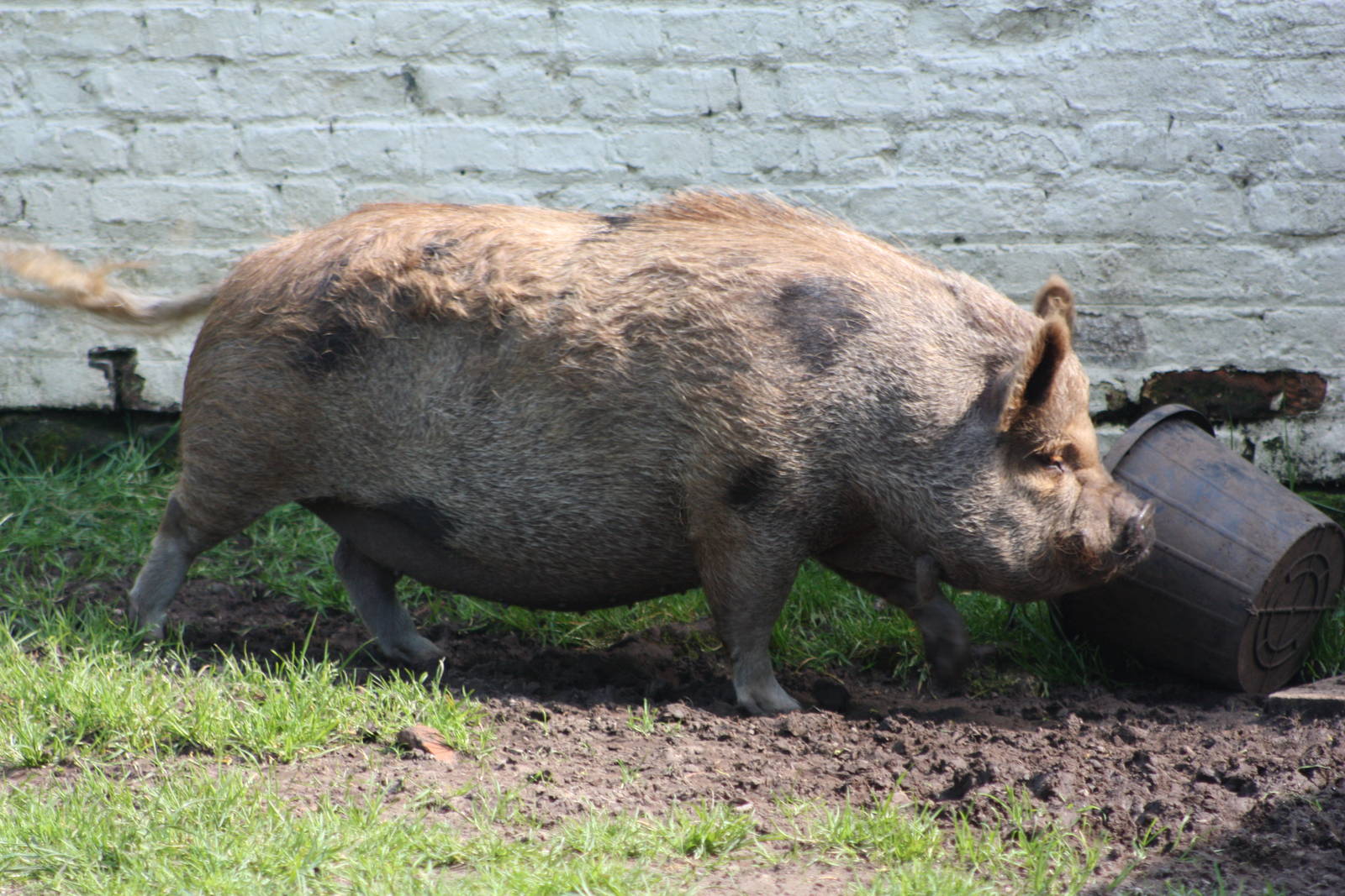 Pepper to me but maybe Peppa, 17th May 2014