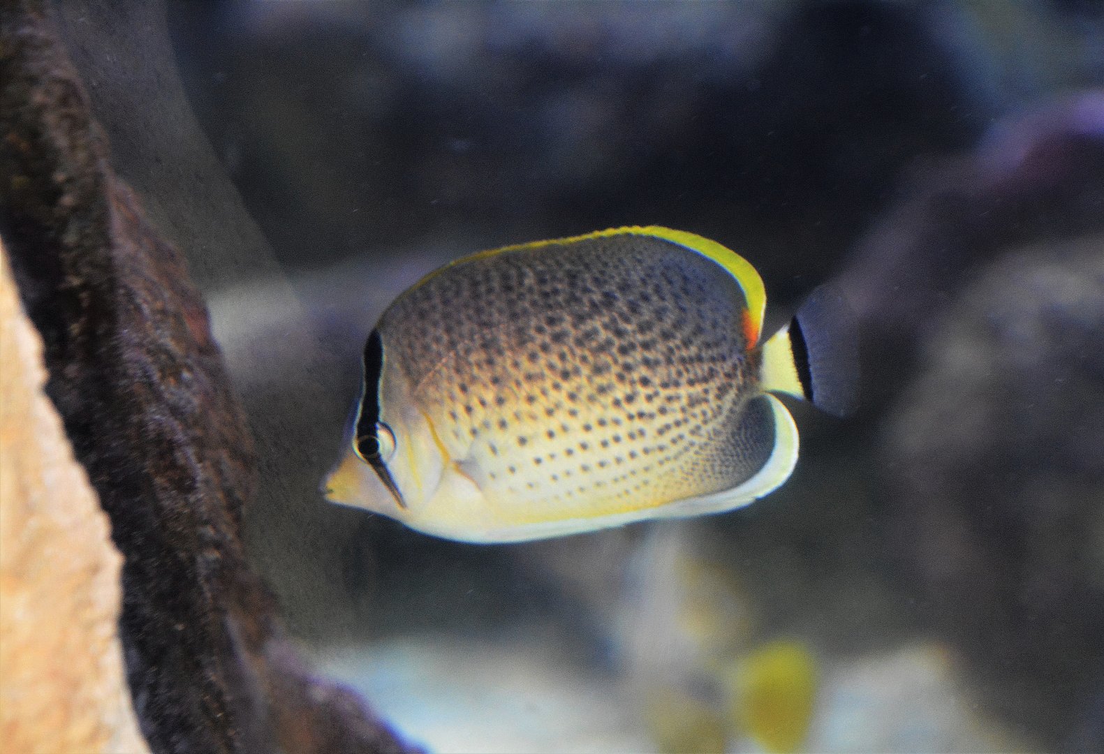 Peppered butterflyfish (Chaetodon guttatissimus)
