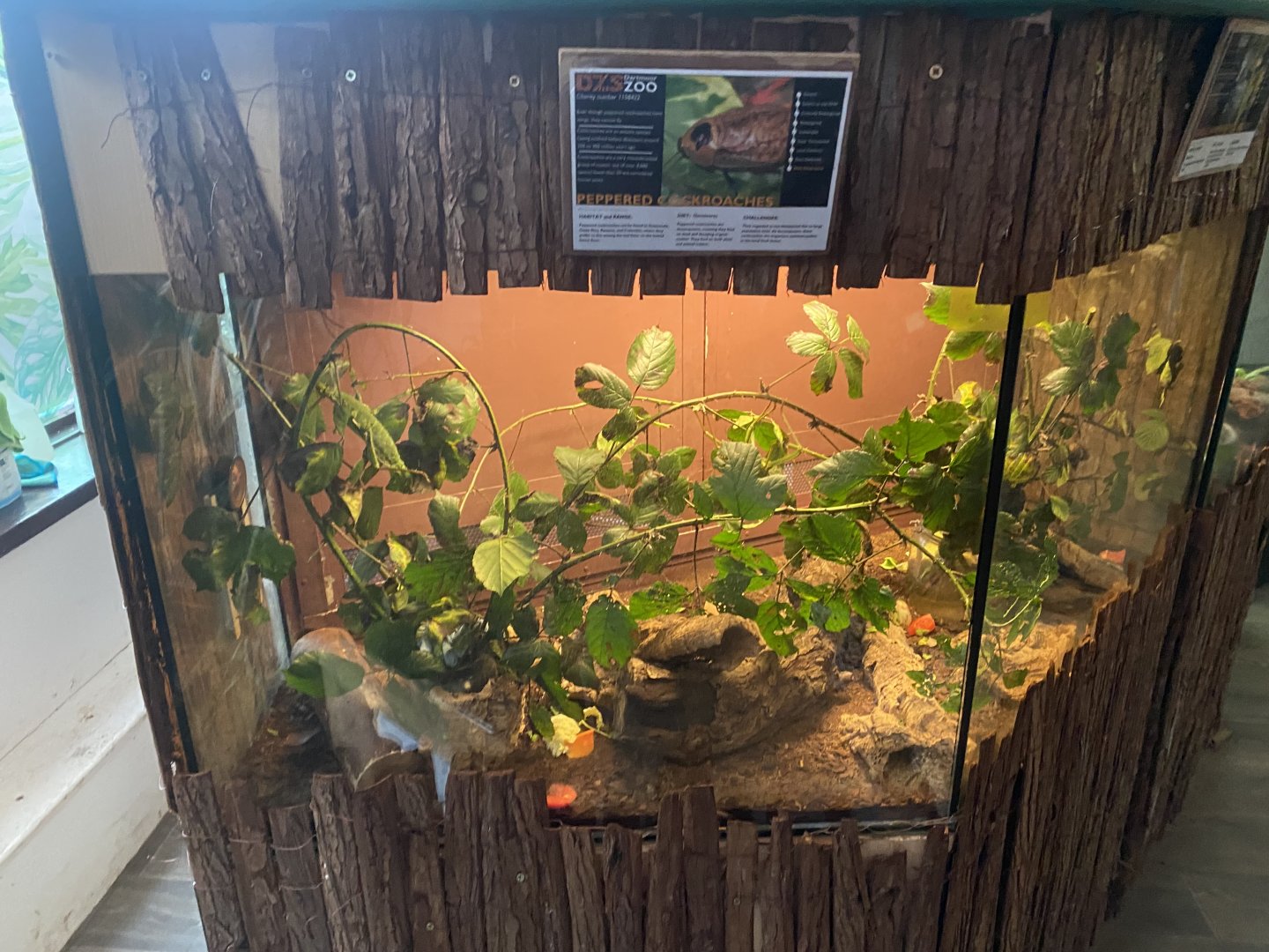 Peppered cockroach exhibit 140224