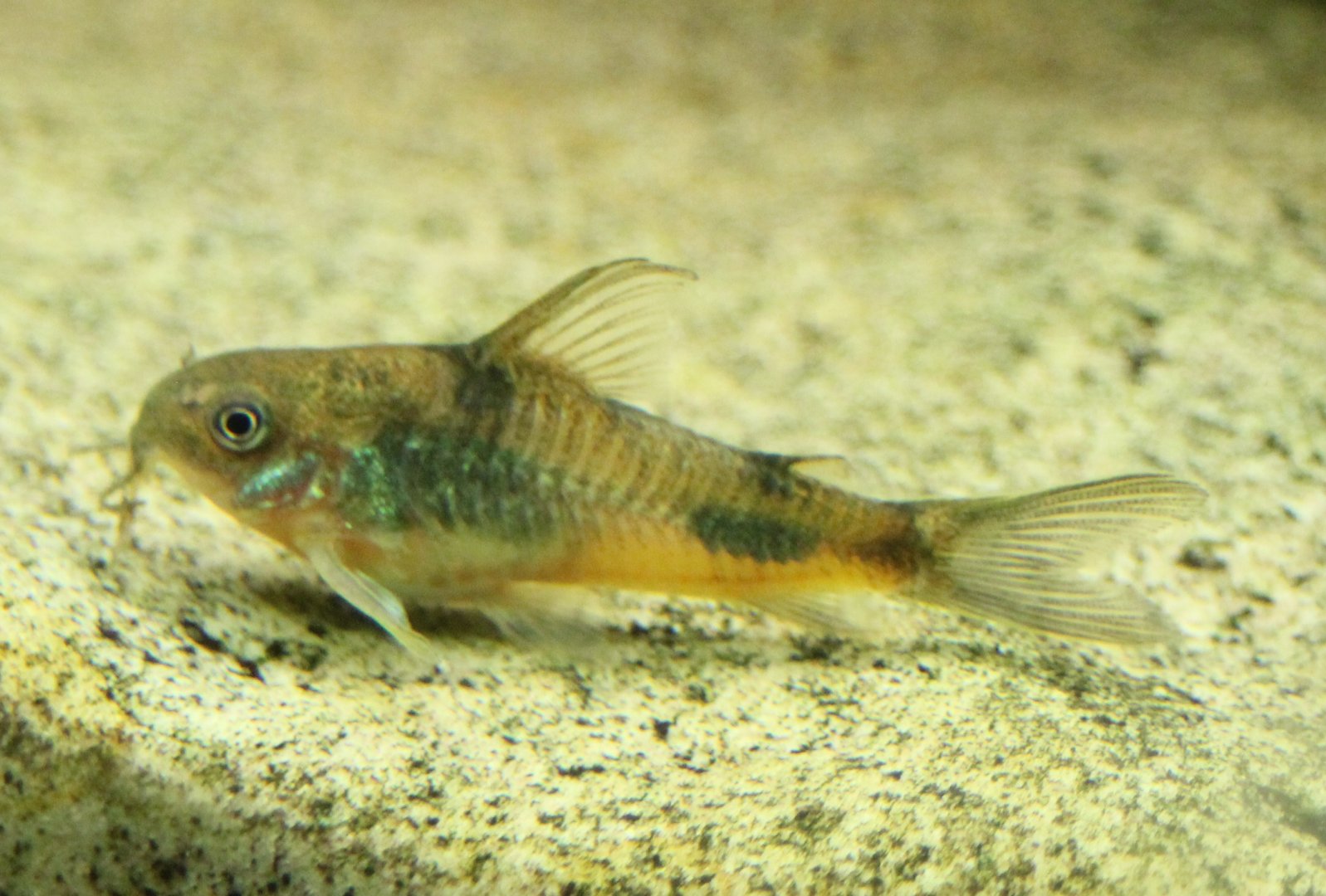 Peppered corydoras - Corydoras paleatus