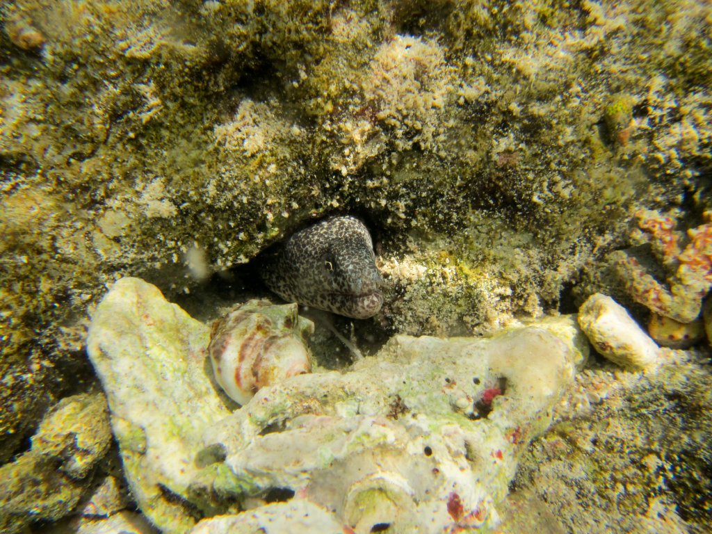 Peppered Moray (Gymnothorax picta)