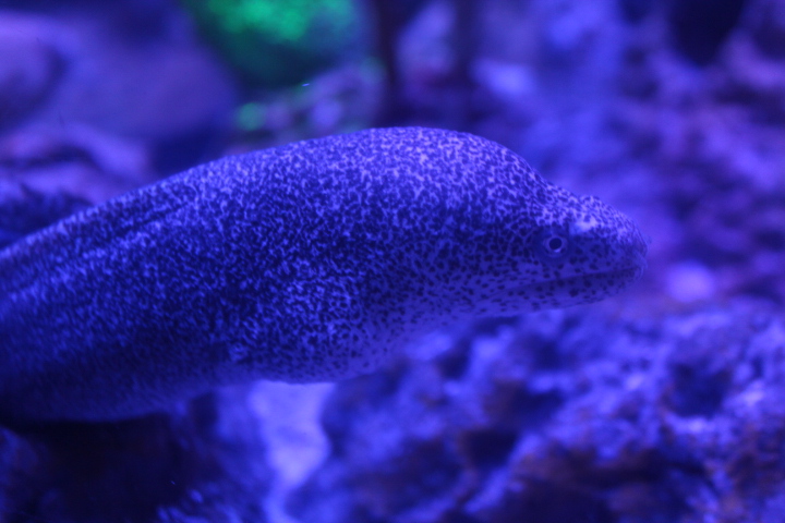 Peppered moray (Gymnothorax pictus)