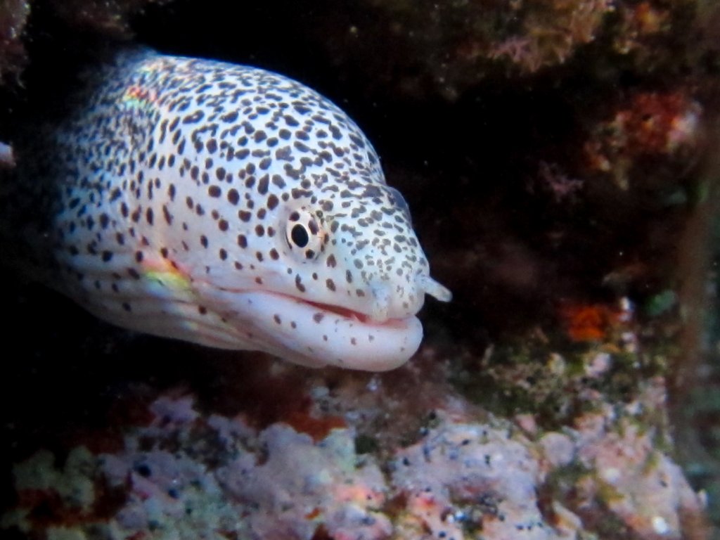 Peppered Moray (juvenile)