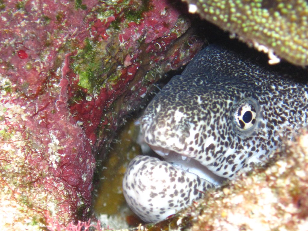 Peppered Moray