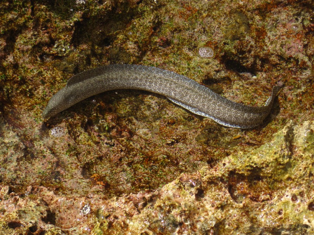 Peppered Moray