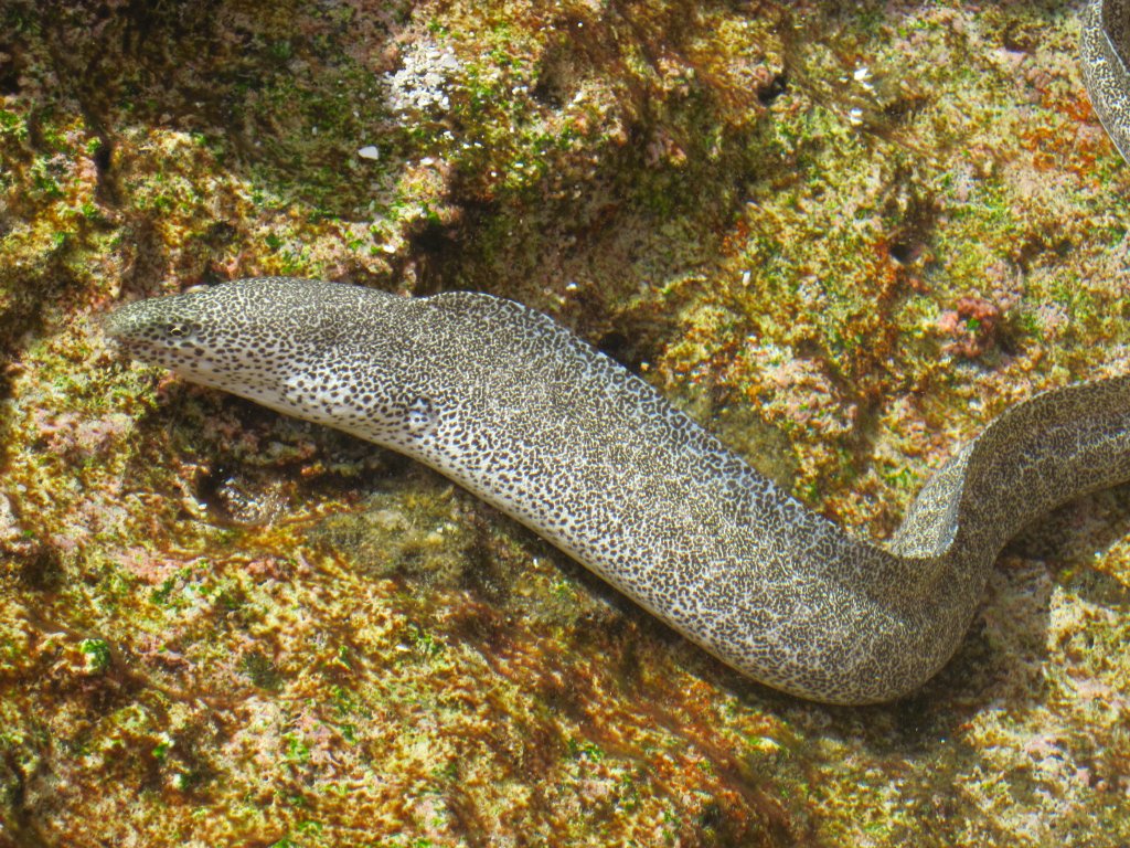 Peppered Moray