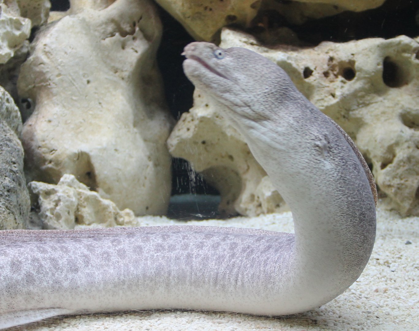 Peppered moray