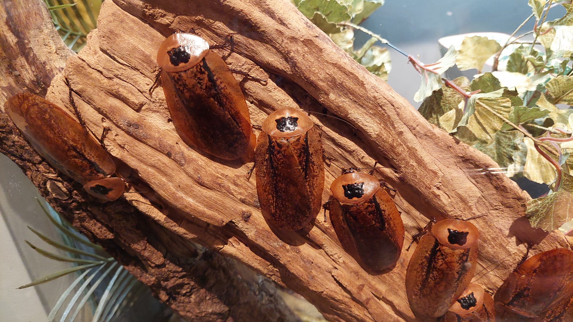 Peppered roach (Archimandrita tesselata)