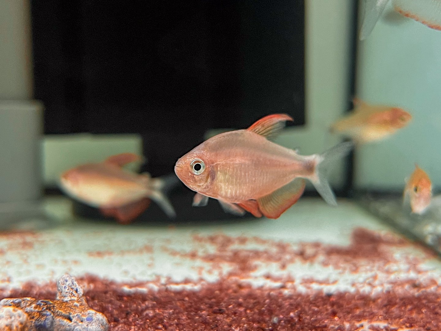 Peppermill Tetra (Hyphessobrycon peugeotorum)