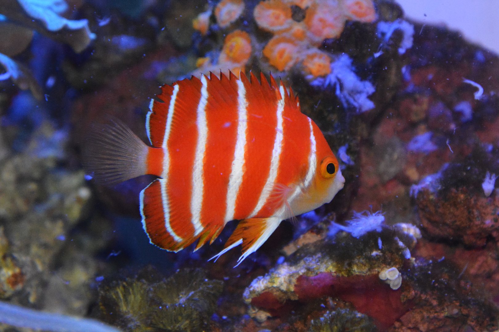 Peppermint angelfish (Centropyge boylei)