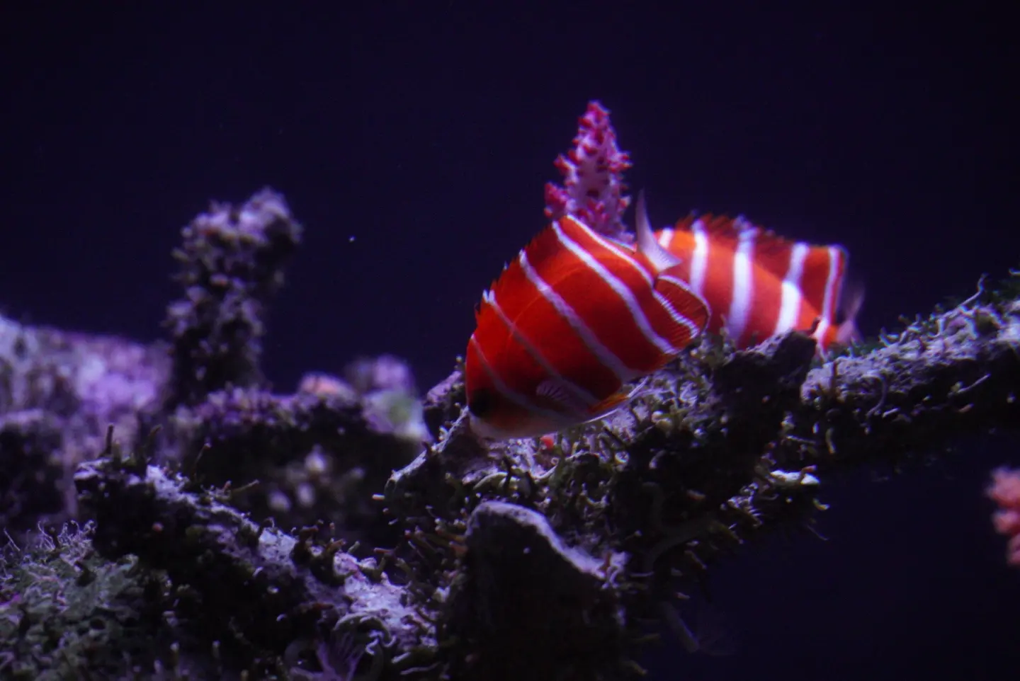 Peppermint Angelfish Pair (Paracentropyge Boylei)