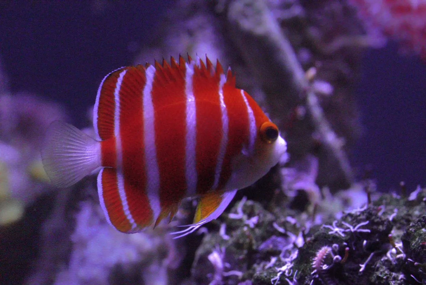 Peppermint Angelfish (Paracentropyge Boylei)