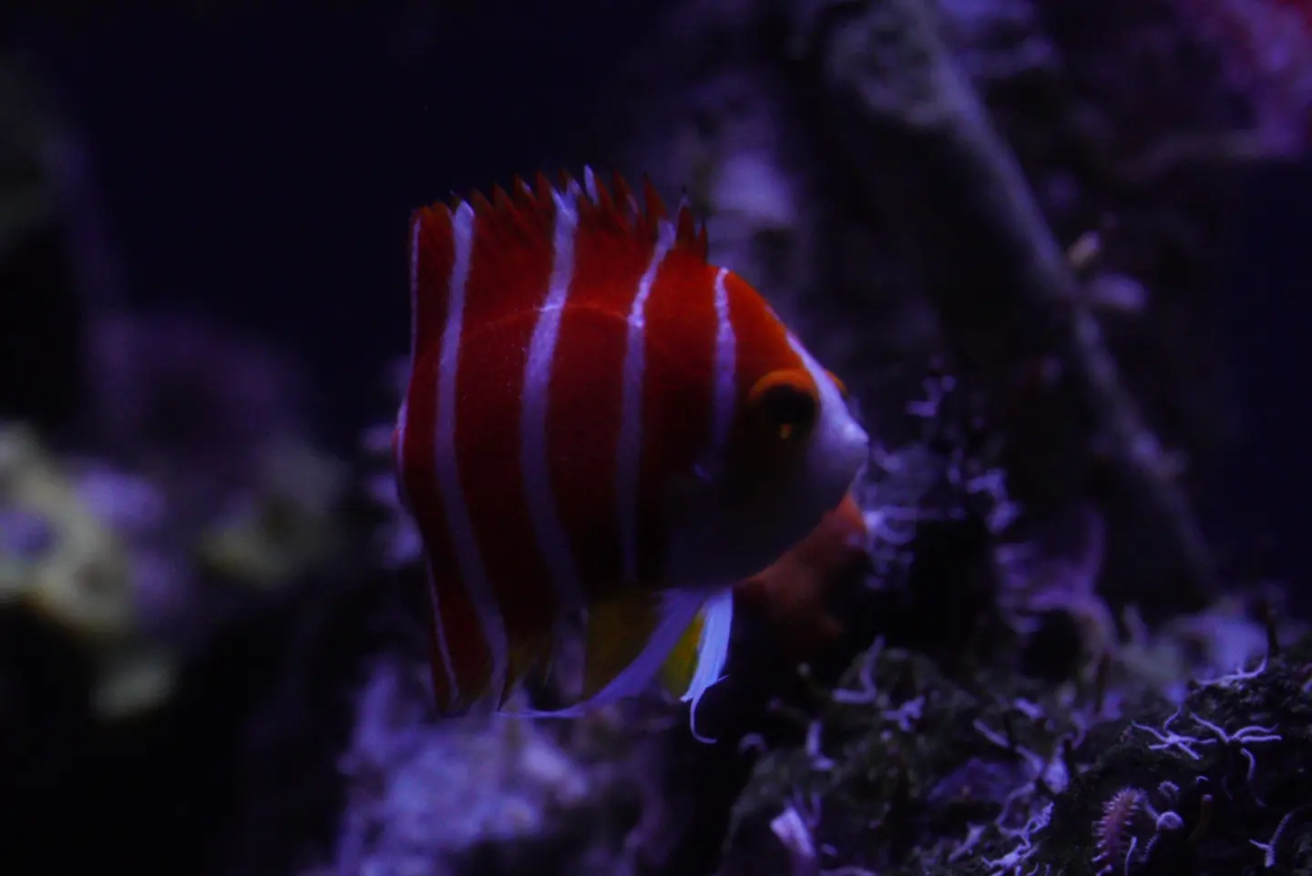 Peppermint Angelfish (Paracentropyge Boylei)