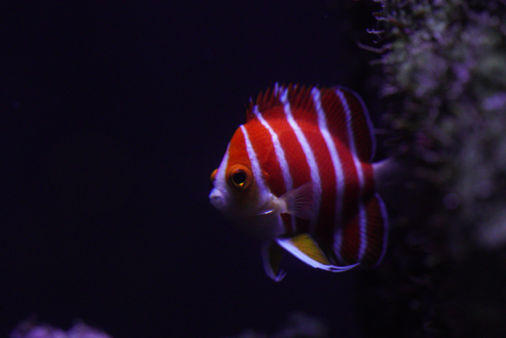 Peppermint Angelfish (Paracentropyge Boylei)