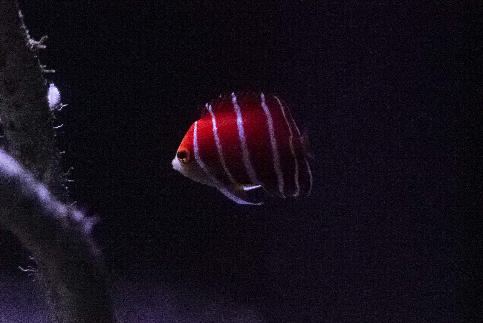 Peppermint Angelfish // Twightlight Zone