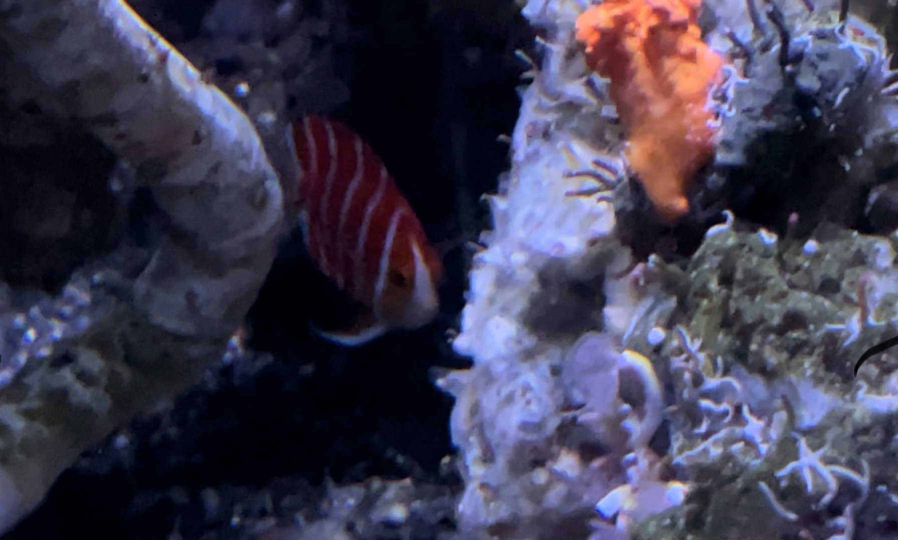 Peppermint angelfish