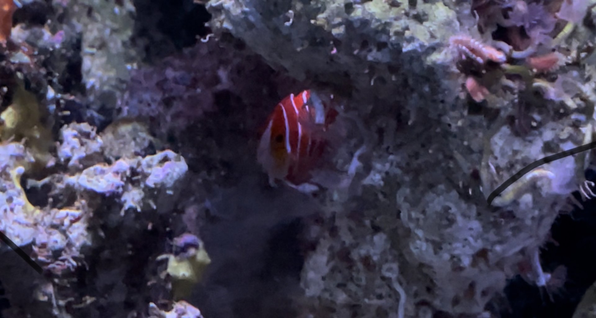 Peppermint angelfish