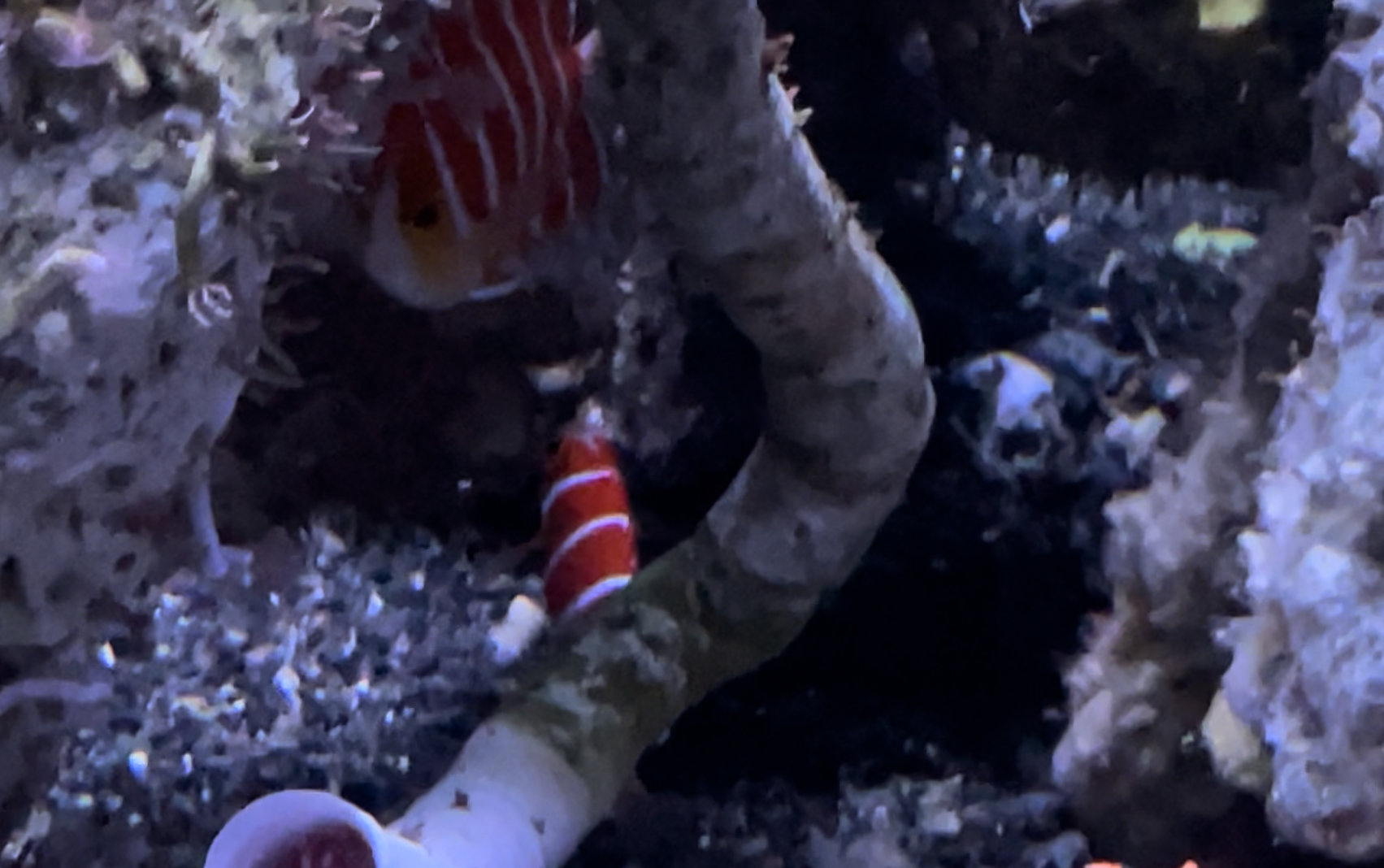 Peppermint angelfish