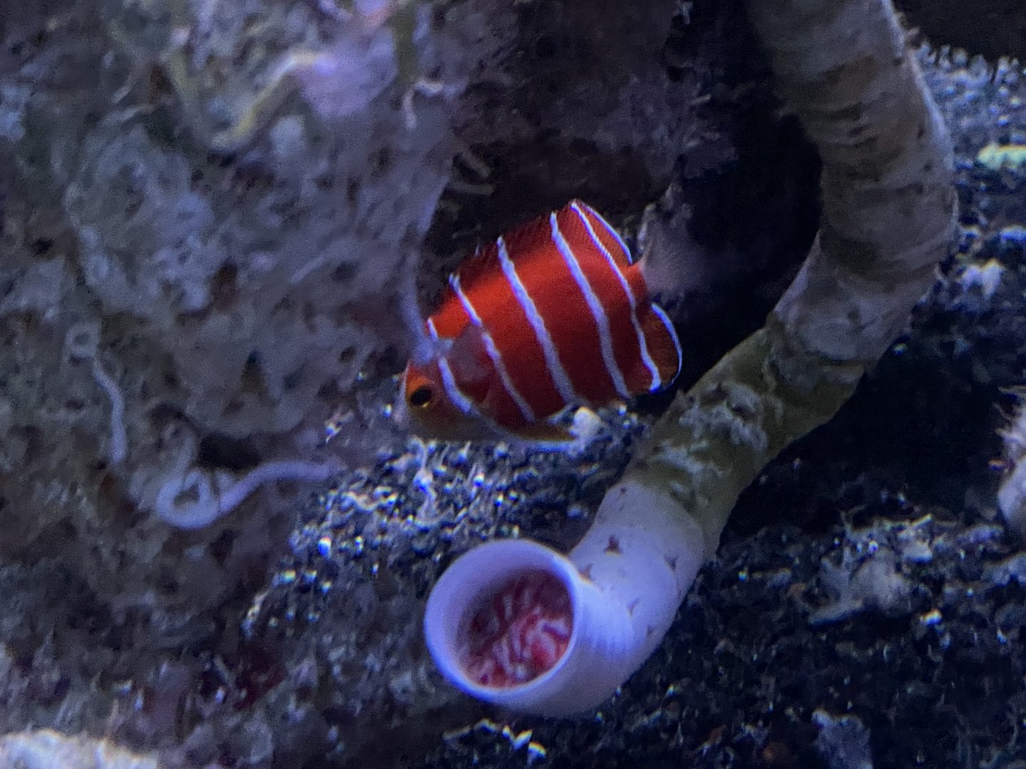 peppermint angelfish