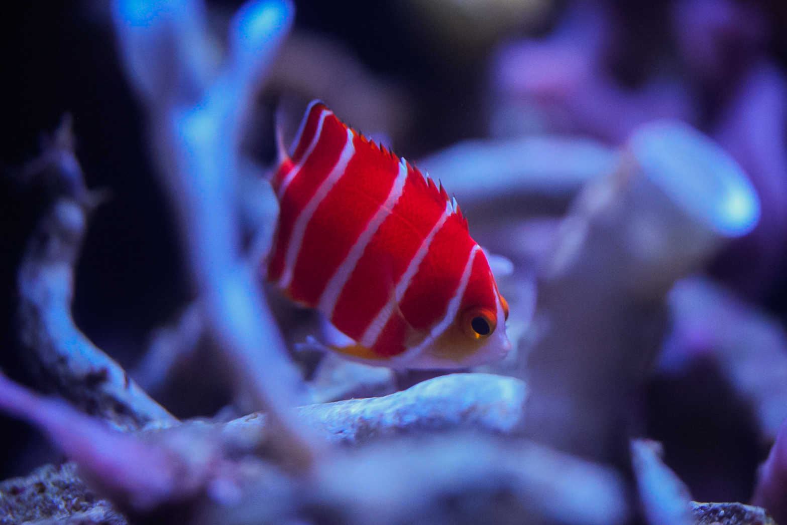 Peppermint Angelfish
