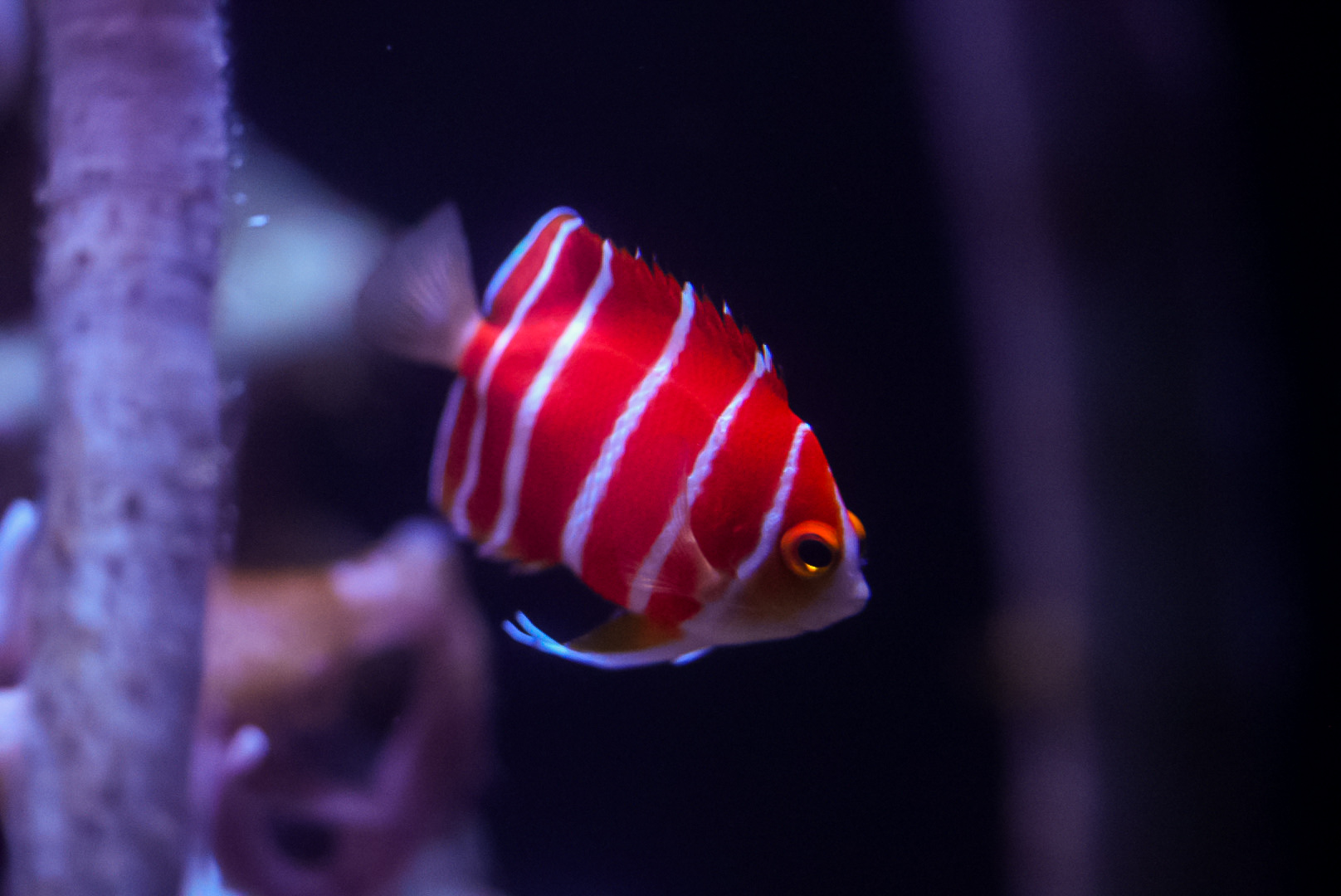 Peppermint Angelfish
