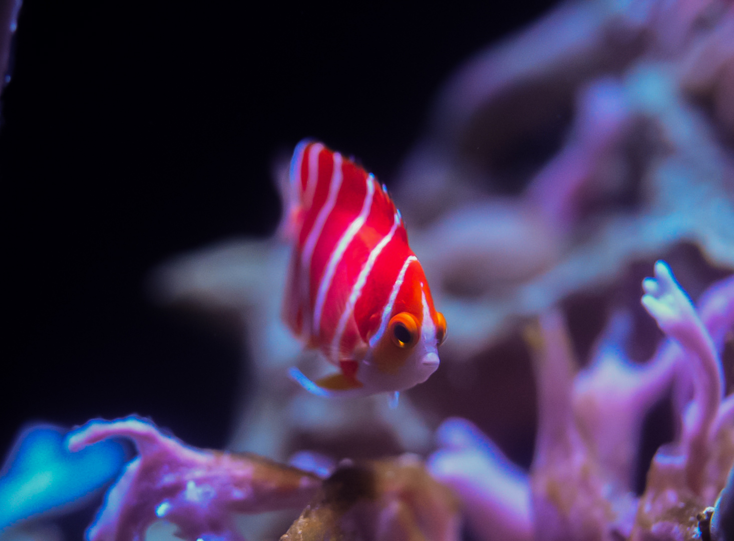 Peppermint Angelfish